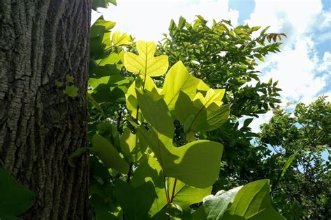 木形|【中級編】「これってなんの木？？」樹木の名前を調。